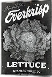 Everkrisp-Lettuce-Crate-Label-Stanely-Fruit-Company-Avon-Colorado